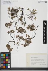 Foto von Salix herbacea L.